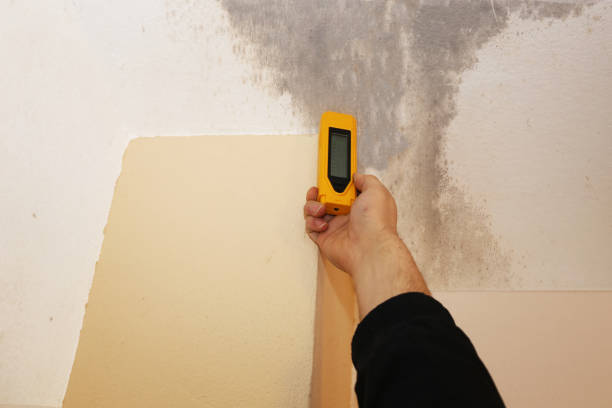 Best Mold Remediation for Rental Properties  in Nashua, IA