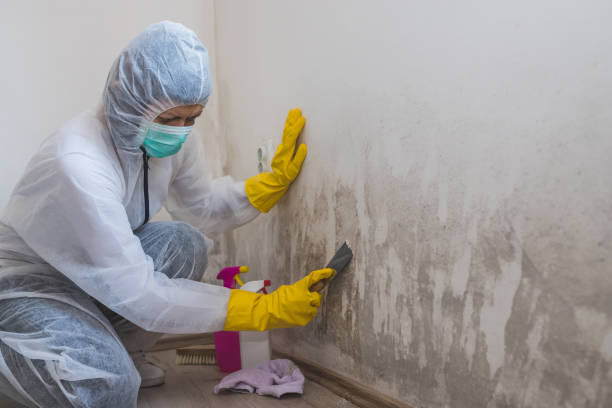 Best Crawl Space Mold Remediation  in Nashua, IA