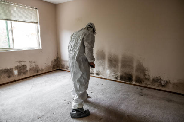 Best Emergency Mold Remediation  in Nashua, IA